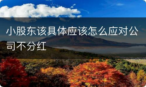 小股东该具体应该怎么应对公司不分红