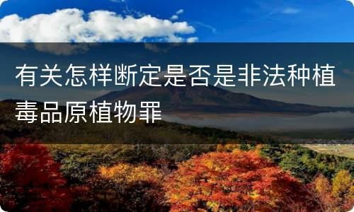 有关怎样断定是否是非法种植毒品原植物罪