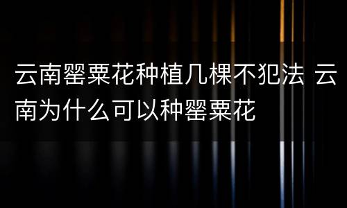 云南罂粟花种植几棵不犯法 云南为什么可以种罂粟花