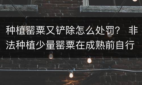 种植罂粟又铲除怎么处罚？ 非法种植少量罂粟在成熟前自行铲除需要处罚吗