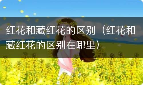 红花和藏红花的区别（红花和藏红花的区别在哪里）