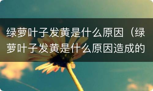 绿萝叶子发黄是什么原因（绿萝叶子发黄是什么原因造成的）