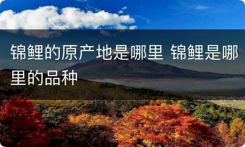 锦鲤的原产地是哪里 锦鲤是哪里的品种