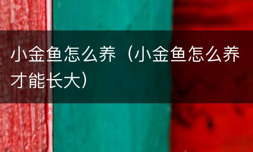 小金鱼怎么养（小金鱼怎么养才能长大）