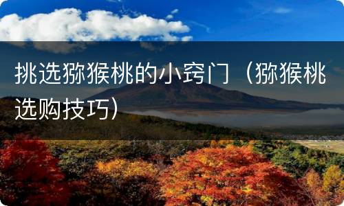 挑选猕猴桃的小窍门（猕猴桃选购技巧）