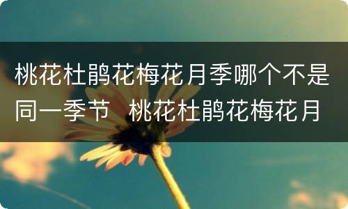 桃花杜鹃花梅花月季哪个不是同一季节  桃花杜鹃花梅花月季中哪种花不在同一季节