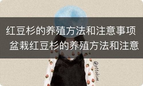 红豆杉的养殖方法和注意事项 盆栽红豆杉的养殖方法和注意事项