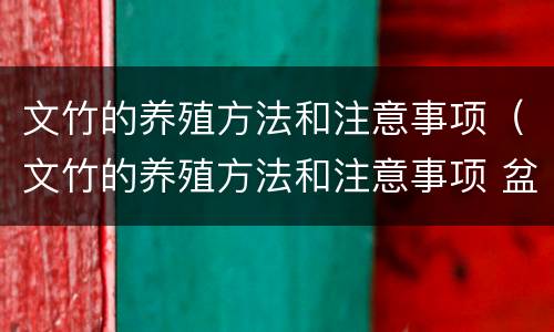 文竹的养殖方法和注意事项（文竹的养殖方法和注意事项 盆栽）