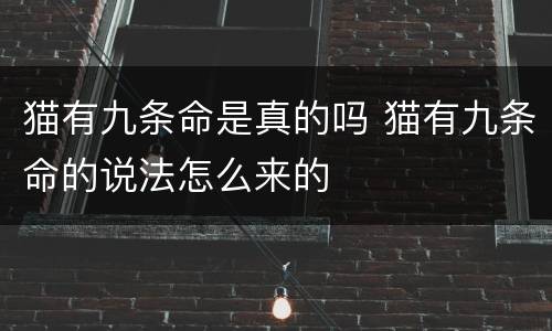 猫有九条命是真的吗 猫有九条命的说法怎么来的