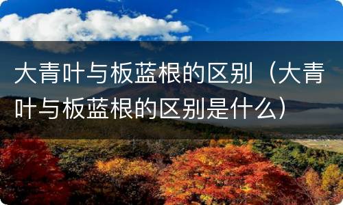 大青叶与板蓝根的区别（大青叶与板蓝根的区别是什么）