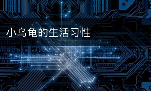 小乌龟的生活习性