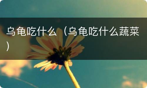 乌龟吃什么（乌龟吃什么蔬菜）