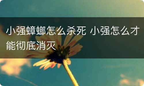 小强蟑螂怎么杀死 小强怎么才能彻底消灭