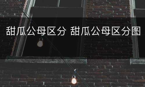 甜瓜公母区分 甜瓜公母区分图