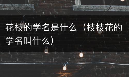 花枝的学名是什么（枝枝花的学名叫什么）