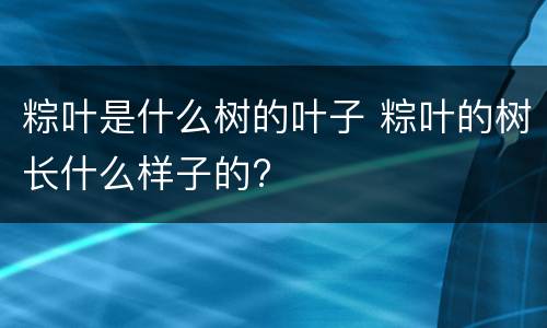 粽叶是什么树的叶子 粽叶的树长什么样子的?