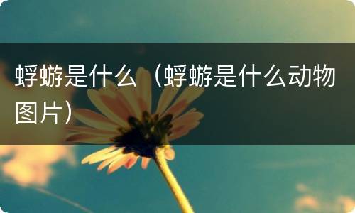 蜉蝣是什么（蜉蝣是什么动物图片）