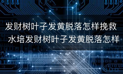 发财树叶子发黄脱落怎样挽救 水培发财树叶子发黄脱落怎样挽救