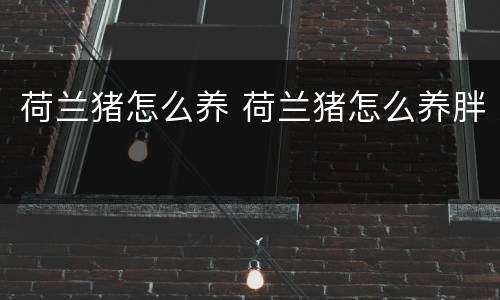 荷兰猪怎么养 荷兰猪怎么养胖