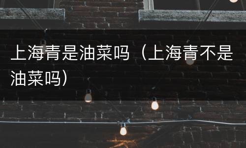 上海青是油菜吗（上海青不是油菜吗）