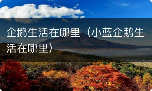 企鹅生活在哪里（小蓝企鹅生活在哪里）