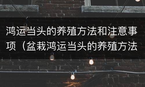 鸿运当头的养殖方法和注意事项（盆栽鸿运当头的养殖方法和注意事项）