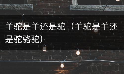 羊驼是羊还是驼（羊驼是羊还是驼骆驼）