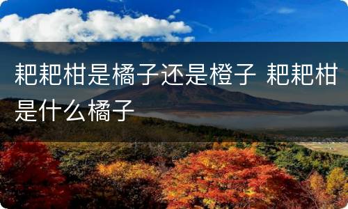 耙耙柑是橘子还是橙子 耙耙柑是什么橘子