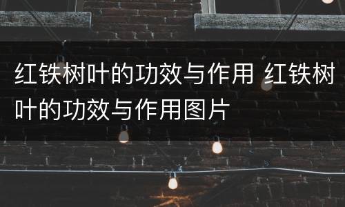 红铁树叶的功效与作用 红铁树叶的功效与作用图片