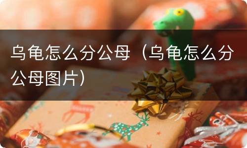 乌龟怎么分公母（乌龟怎么分公母图片）