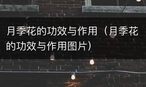 月季花的功效与作用（月季花的功效与作用图片）