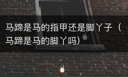 马蹄是马的指甲还是脚丫子（马蹄是马的脚丫吗）