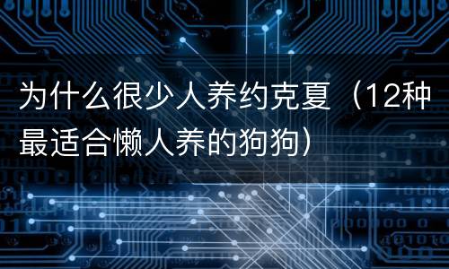 为什么很少人养约克夏（12种最适合懒人养的狗狗）