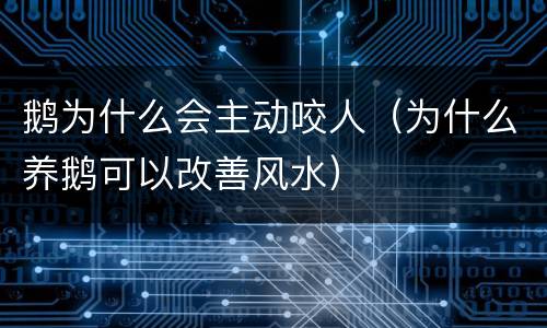 鹅为什么会主动咬人（为什么养鹅可以改善风水）