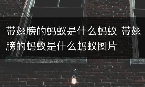 带翅膀的蚂蚁是什么蚂蚁 带翅膀的蚂蚁是什么蚂蚁图片
