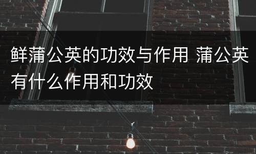 鲜蒲公英的功效与作用 蒲公英有什么作用和功效