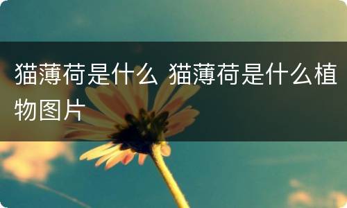 猫薄荷是什么 猫薄荷是什么植物图片