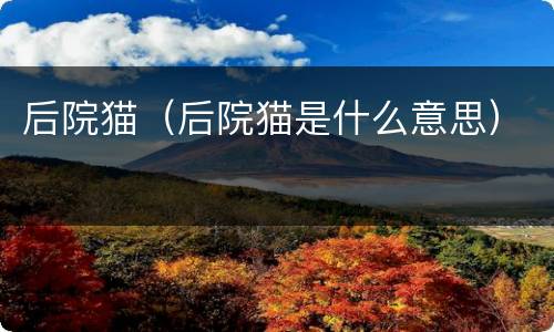 后院猫（后院猫是什么意思）